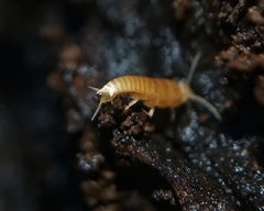 Dodecastyla bifida