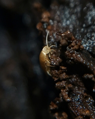 Dodecastyla bifida