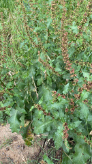 Rumex nepalensis