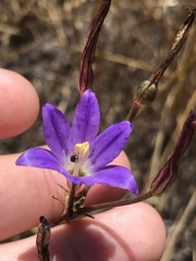 Brodiaea santarosae
