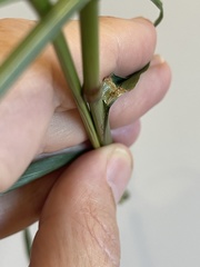 Lolium perenne perenne