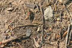 Staphylinus erythropterus