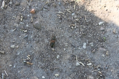 Staphylinus erythropterus