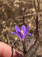 Brodiaea santarosae