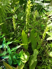 Platanthera flava herbiola