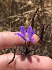 Brodiaea santarosae