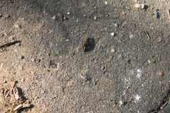 Staphylinus erythropterus