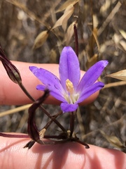 Brodiaea santarosae