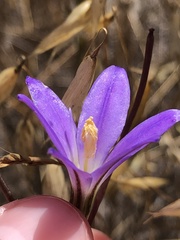 Brodiaea santarosae