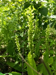 Platanthera flava herbiola