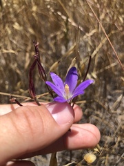 Brodiaea santarosae