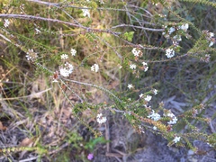 Leucopogon microphyllus