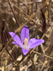 Brodiaea santarosae
