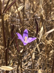 Brodiaea santarosae