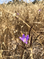 Brodiaea santarosae