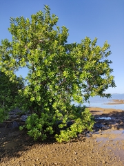 Excoecaria agallocha