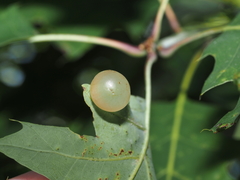 Amphibolips nubilipennis