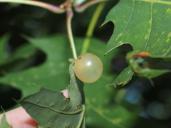 Amphibolips nubilipennis