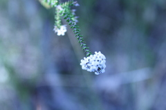 Leucopogon microphyllus