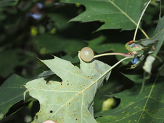 Amphibolips nubilipennis