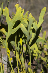 Synaphea gracillima