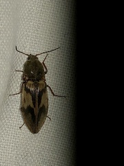 Stropenron hieroglyphica