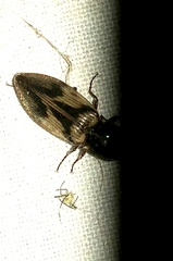 Stropenron hieroglyphica