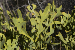 Synaphea gracillima