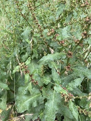 Rumex nepalensis