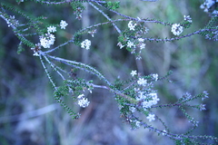 Leucopogon microphyllus