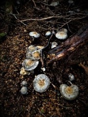 Cortinarius metallicus