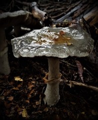 Cortinarius metallicus