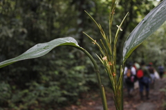 Monotagma plurispicatum