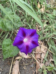 Ipomoea purpurea