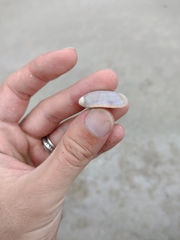 Olivancillaria