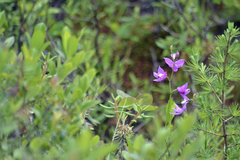 Calopogon tuberosus tuberosus