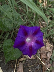 Ipomoea purpurea