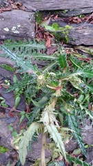 Cirsium arisanense