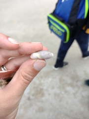 Olivancillaria