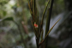 Monotagma plurispicatum