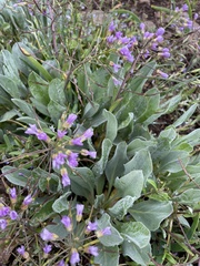 Hesperochiron pumilus