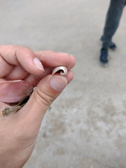 Olivancillaria