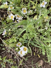 Hesperochiron pumilus