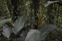 Monotagma plurispicatum