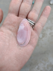 Psammotella cruenta