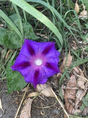 Ipomoea purpurea