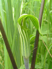 Arisaema stewardsonii