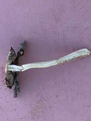 Psathyrella arenulina