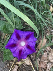 Ipomoea purpurea