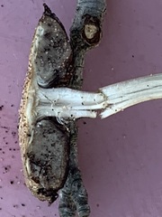 Psathyrella arenulina